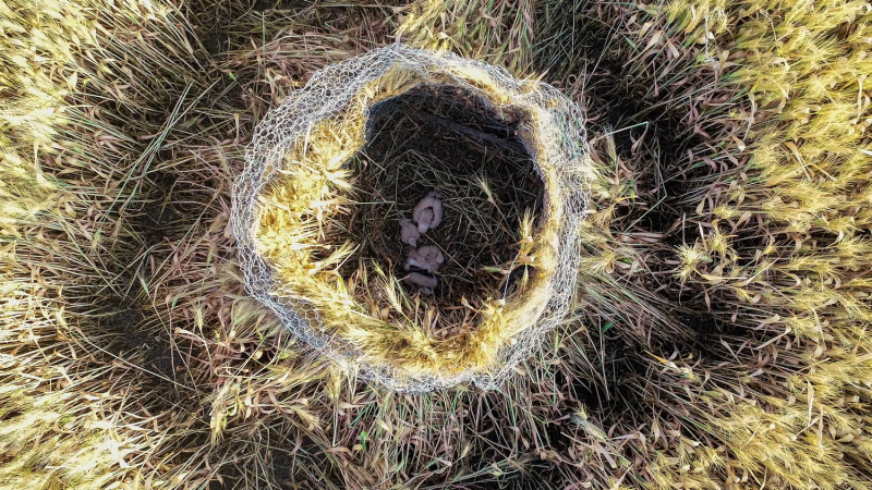 Auvergne : Sauvegarde des Busards Cendrés